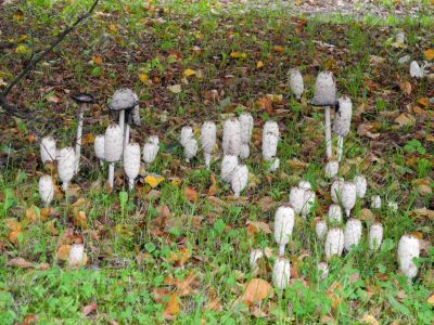 Inky caps in Latvia