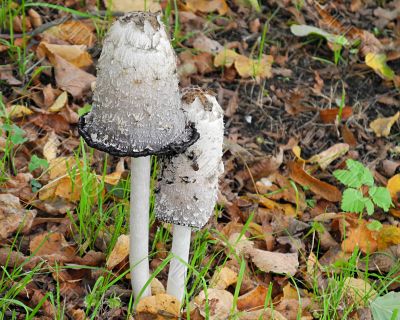 Two Inky caps 