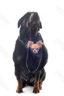 rottweiler and puppy chihuahua rottweiler and puppy chihuahua