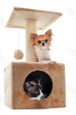 chihuahua and siamese cat chihuahua and siamese cat