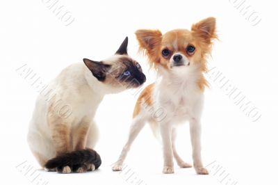puppy chihuahua and siamese kitten puppy chihuahua and siamese kitten