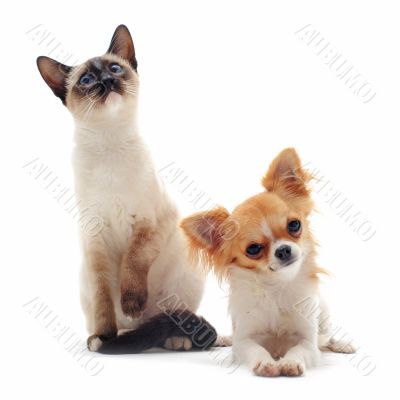 puppy chihuahua and siamese kitten puppy chihuahua and siamese kitten