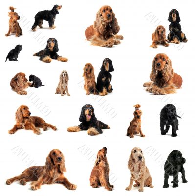 cocker spaniel cocker spaniel