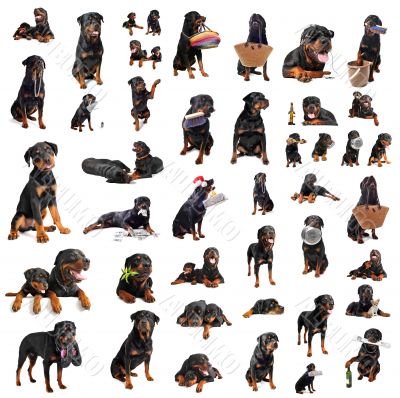 rottweilers rottweilers