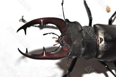 great view stag beetle