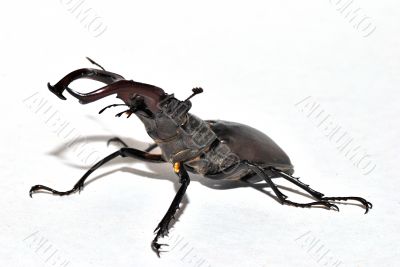 stag beetle on white
