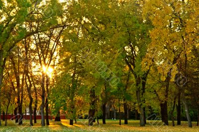 Sun setting behind the trees