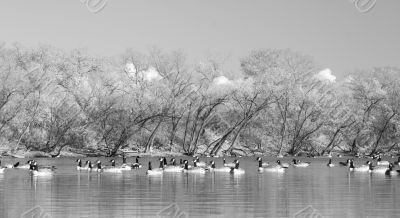 Geese in the pond