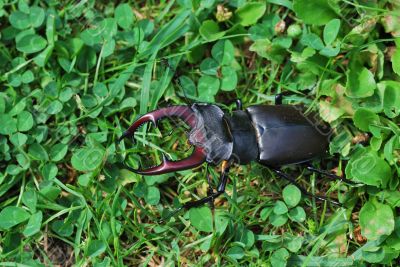 big stag beetle in the meadow