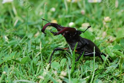 stag beetle threatened