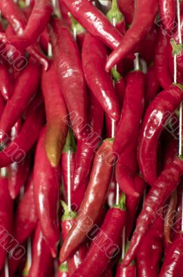Red chillies Red chillies