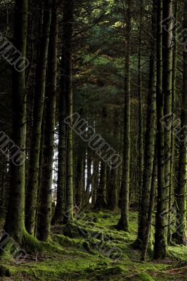 Mossy trees