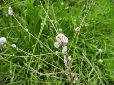 White snails on the dry plant