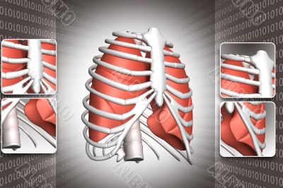 Human lungs and rib