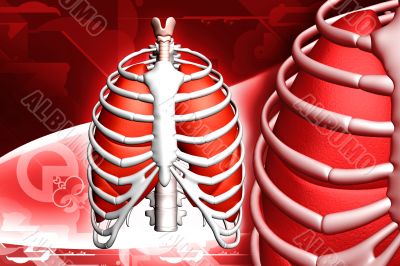 Human lungs and rib Human lungs and rib