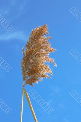 Dried reed inflorescence