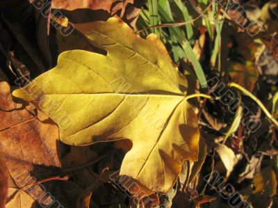 Yellow fallen leaf of acer on the ground