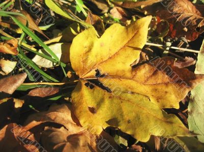 Yellow fallen leaf of acer on the ground