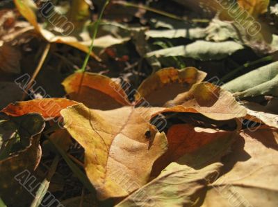 Yellow fallen leaf of acer on the ground