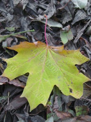 Yellow and green fallen leaf of acer on the ground