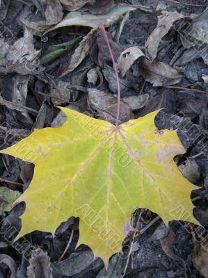 Yellow and green fallen leaf of acer on the ground