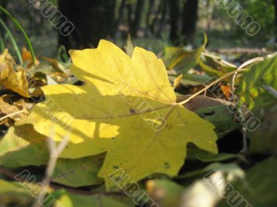 Yellow fallen leaf of acer on the green grass