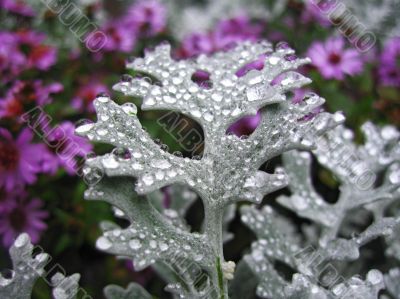 Bed of flowers after rain. Cineraria growing.
