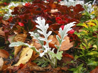 Bed of flowers after rain. 