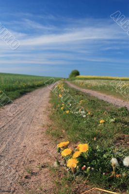 dandelion