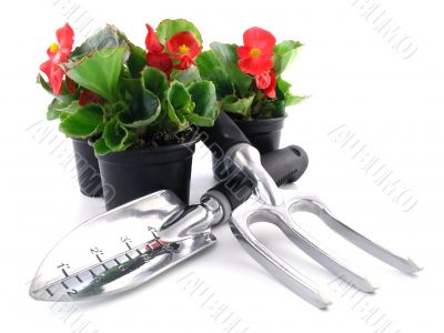 begonia begonia