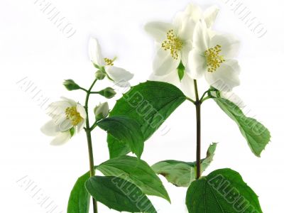 series flowers: branch of fresh jasmine