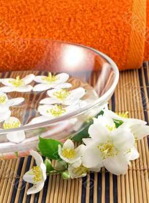series flowers: branch of fresh jasmine series flowers: branch of fresh jasmine