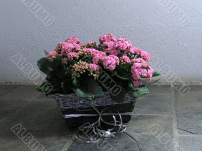 Kalanchoe