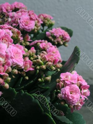 Kalanchoe