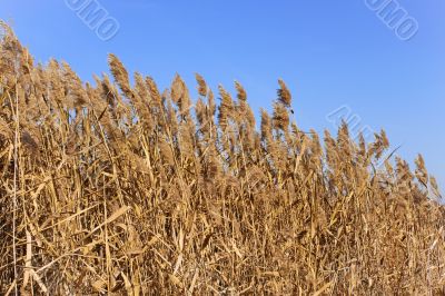 Dried plants of cane