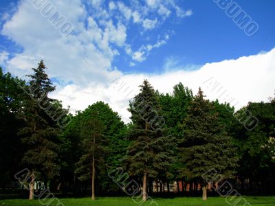 Chestnut trees in the park Chestnut trees in the park