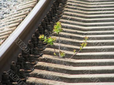 The seedlind on the railway