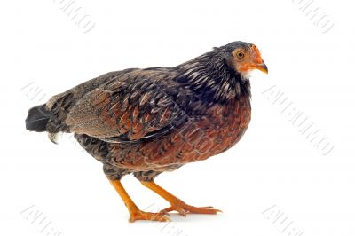 young bantam