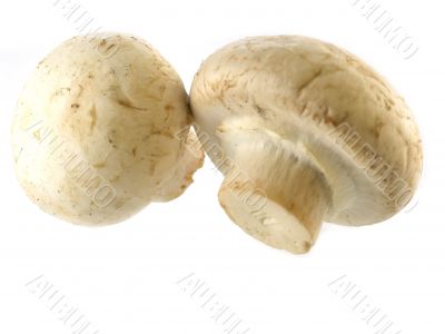 fresh champignon 