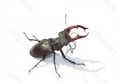 stag beetle white middle