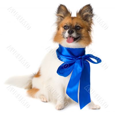 Papillon dog breed with a blue bow