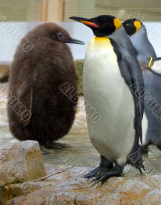 penguins