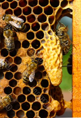 Caring for the larvae of bees and their mistress