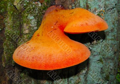Mushroom a tinder fungus