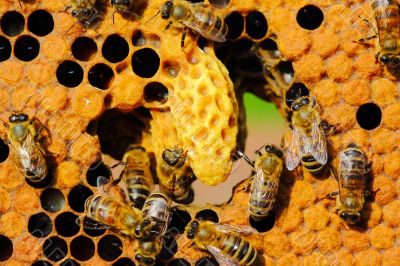 Life and reproduction of bees