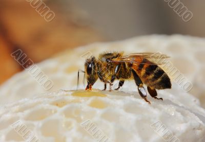 Bee at work Bee at work