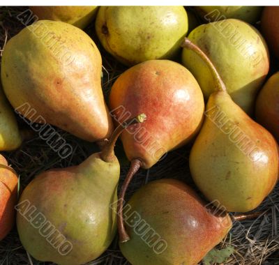 pears