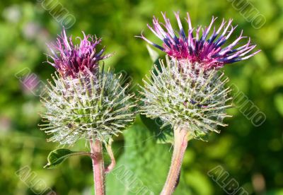 burdock