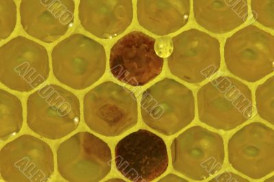 Honeycomb with nectar and pollen