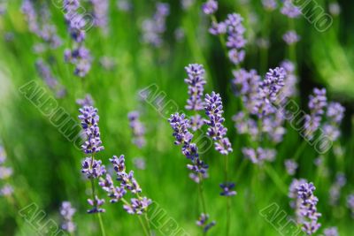 beautiful lavender